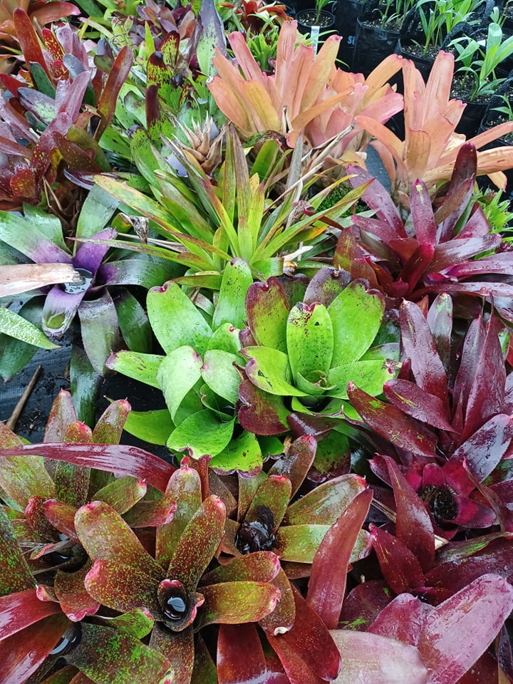 Subtropical Plants & Trees