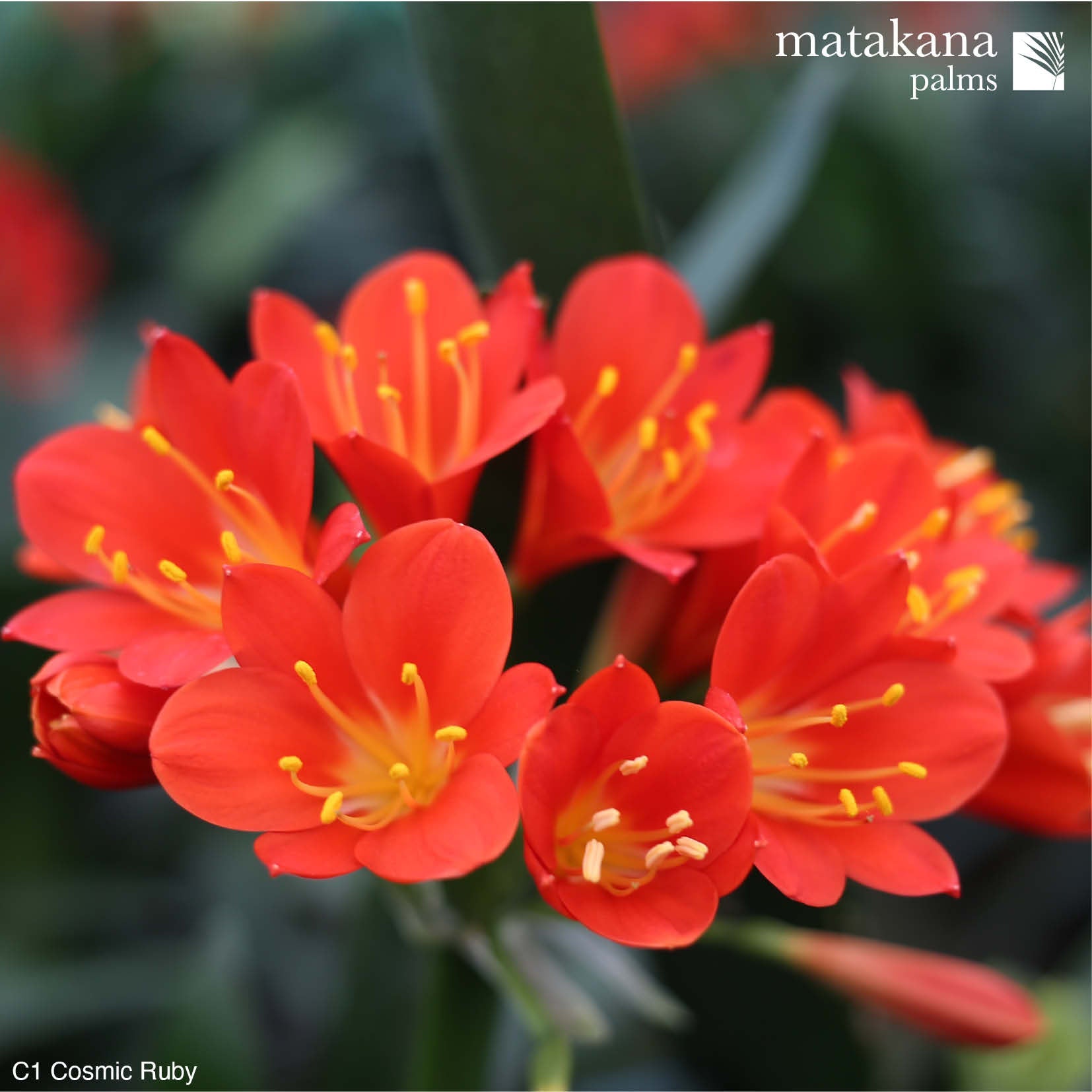 Clivia