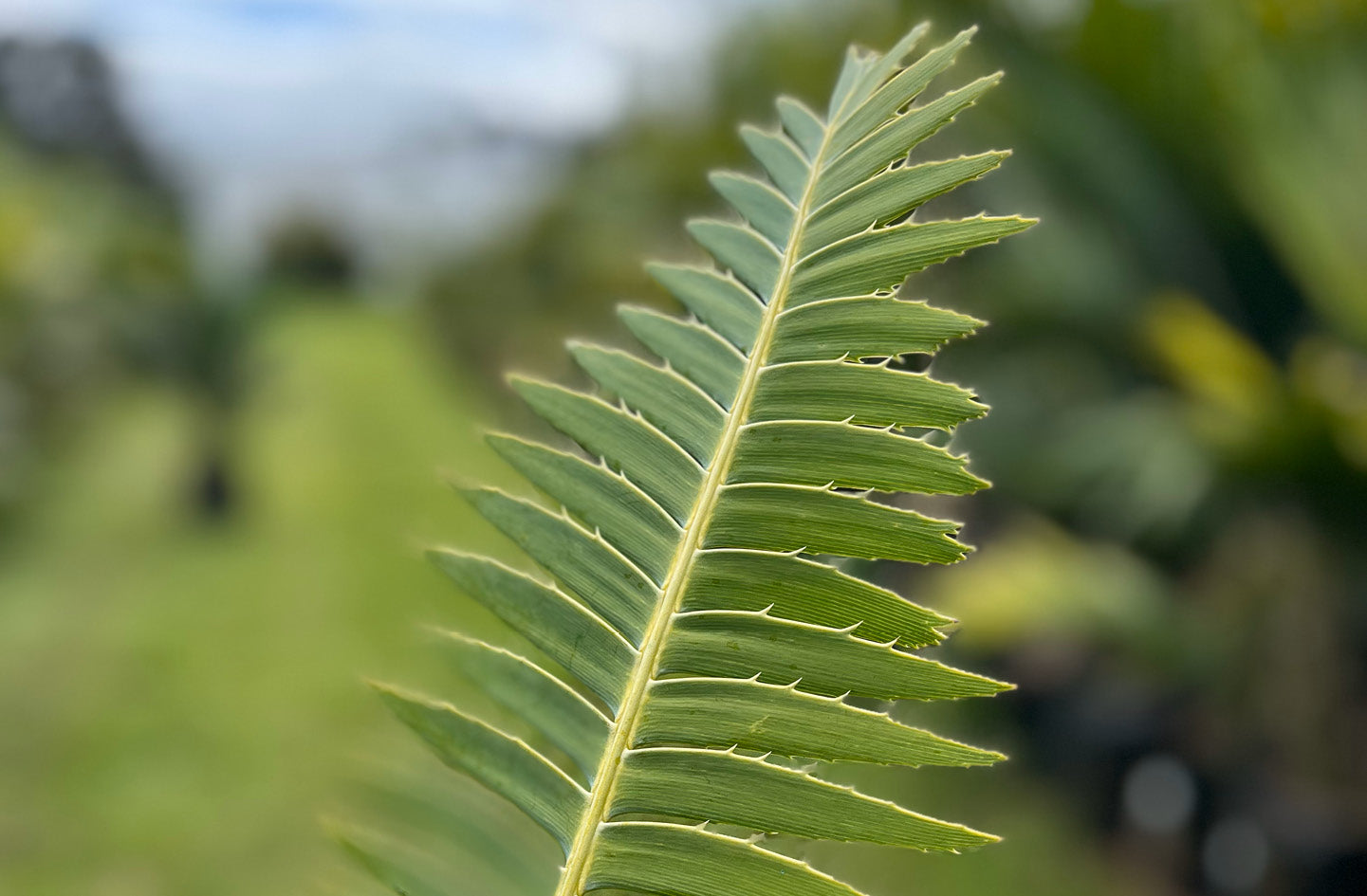 Cycads
