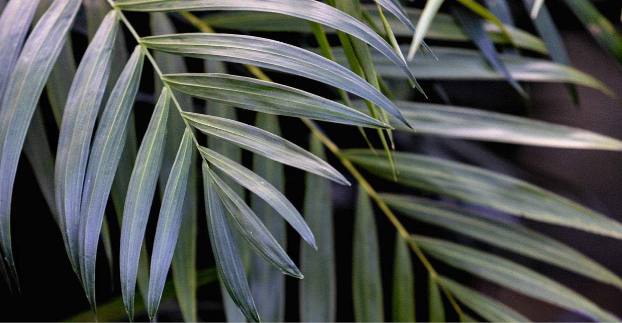All Palms