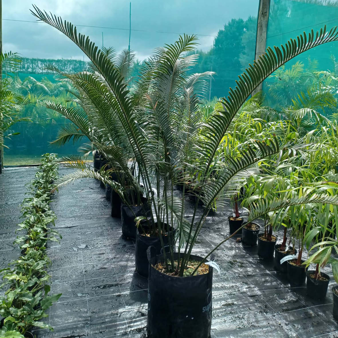 Lepidozamia peroffskyana