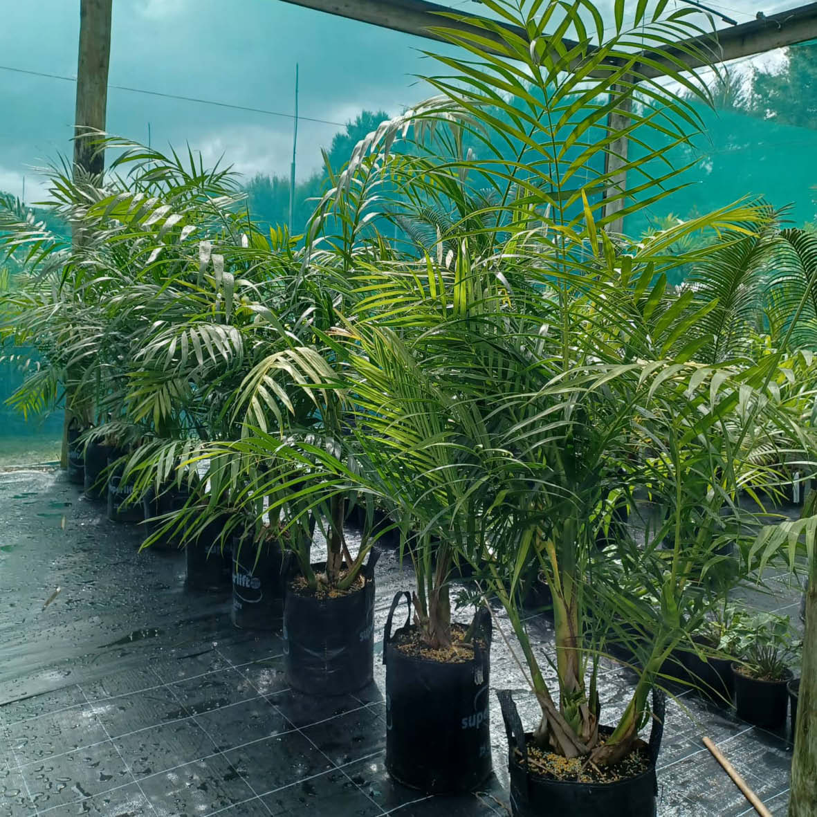 Buy Chamaedorea Hooperii NZ