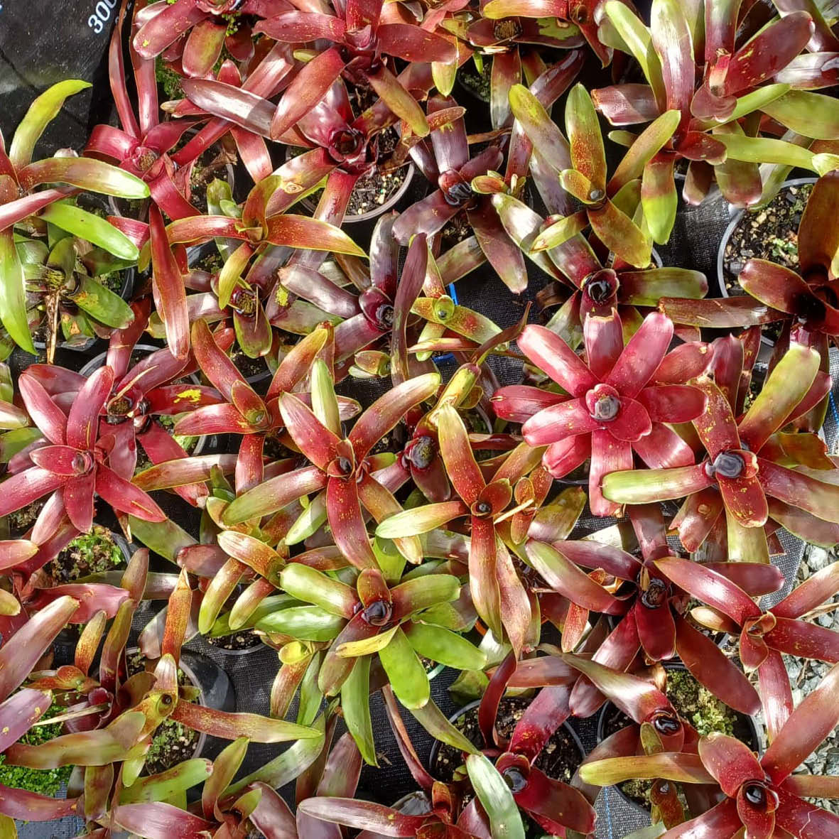 For sale bromeliads