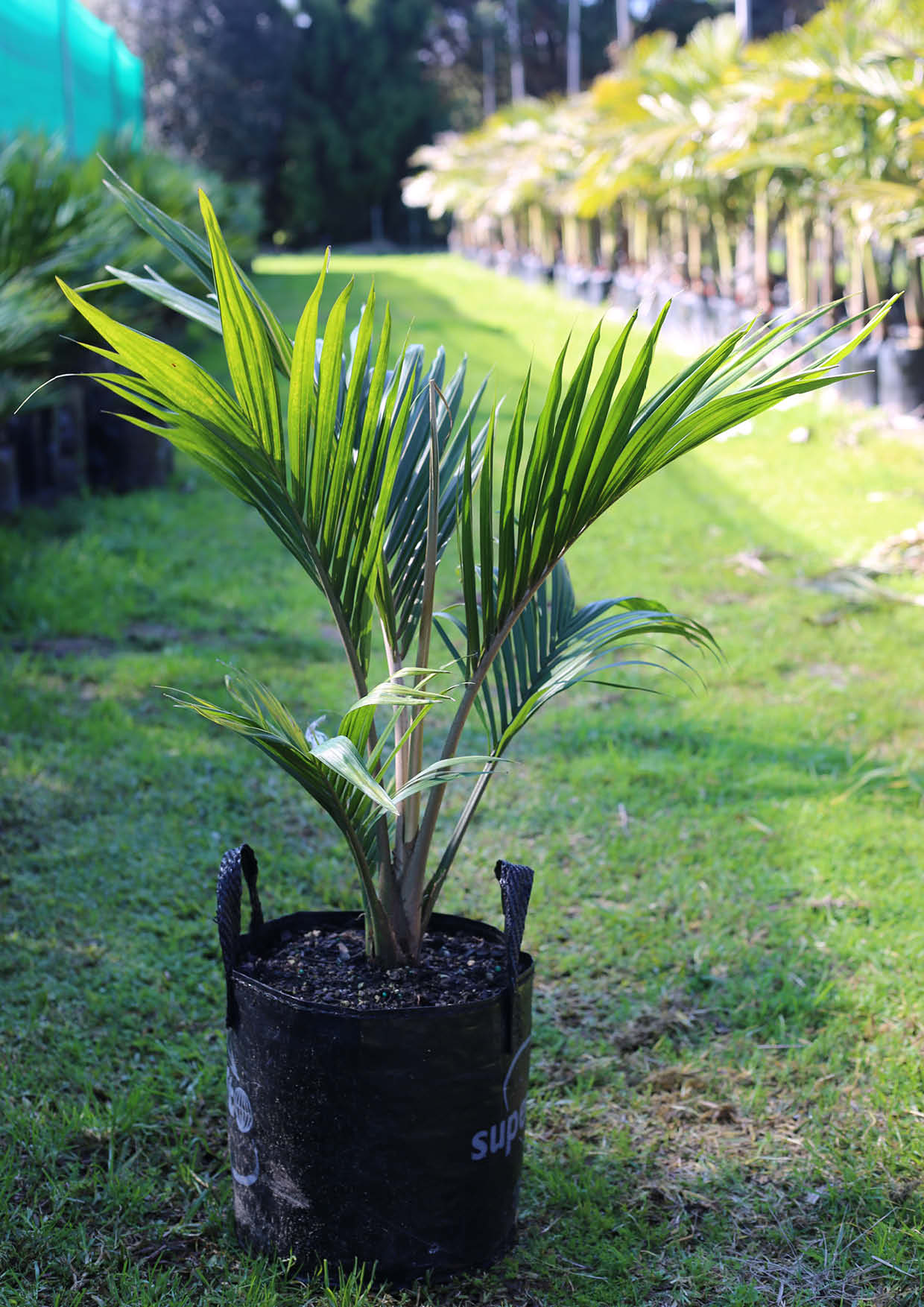 Buy Nikau palm