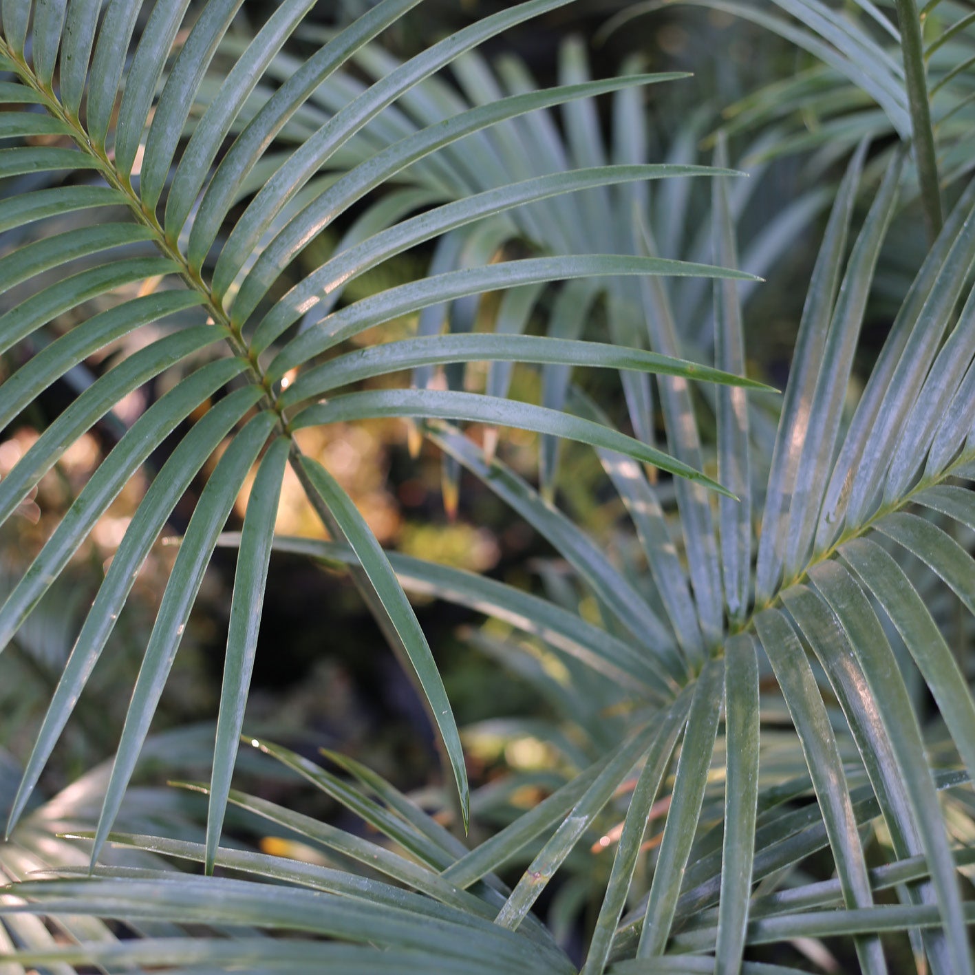 Lepidozamia peroffskyana