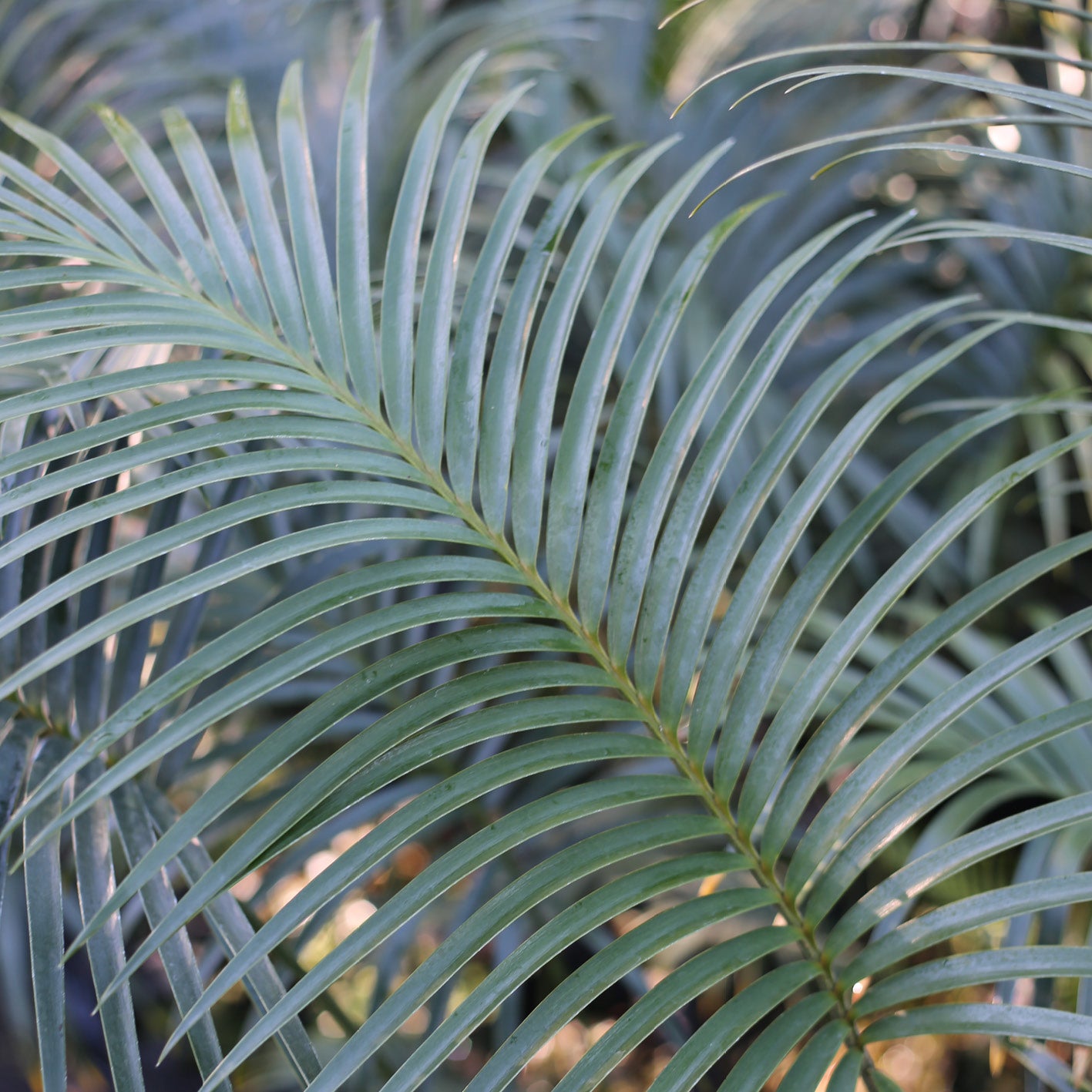 Lepidozamia peroffskyana