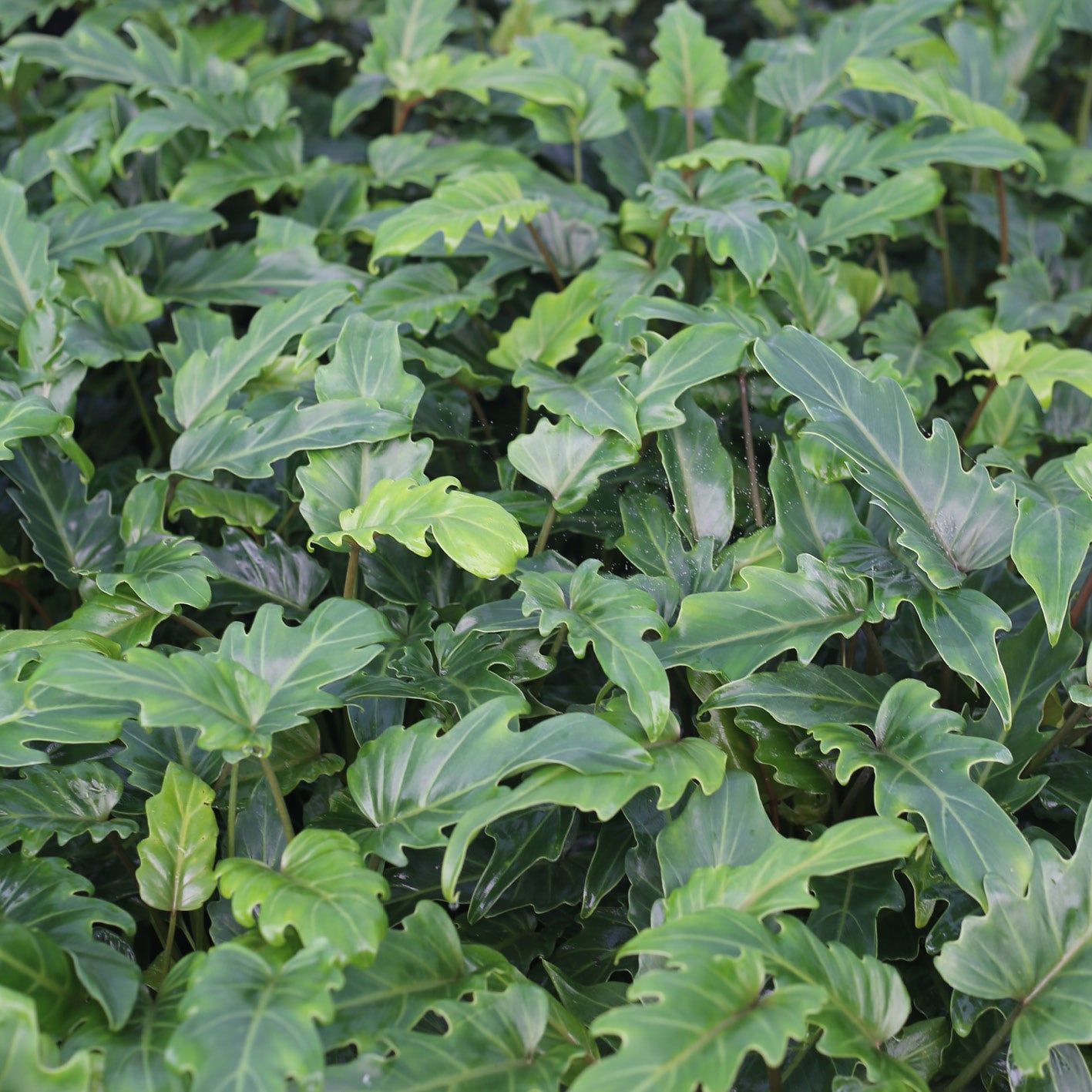 Philodendron Xanadu