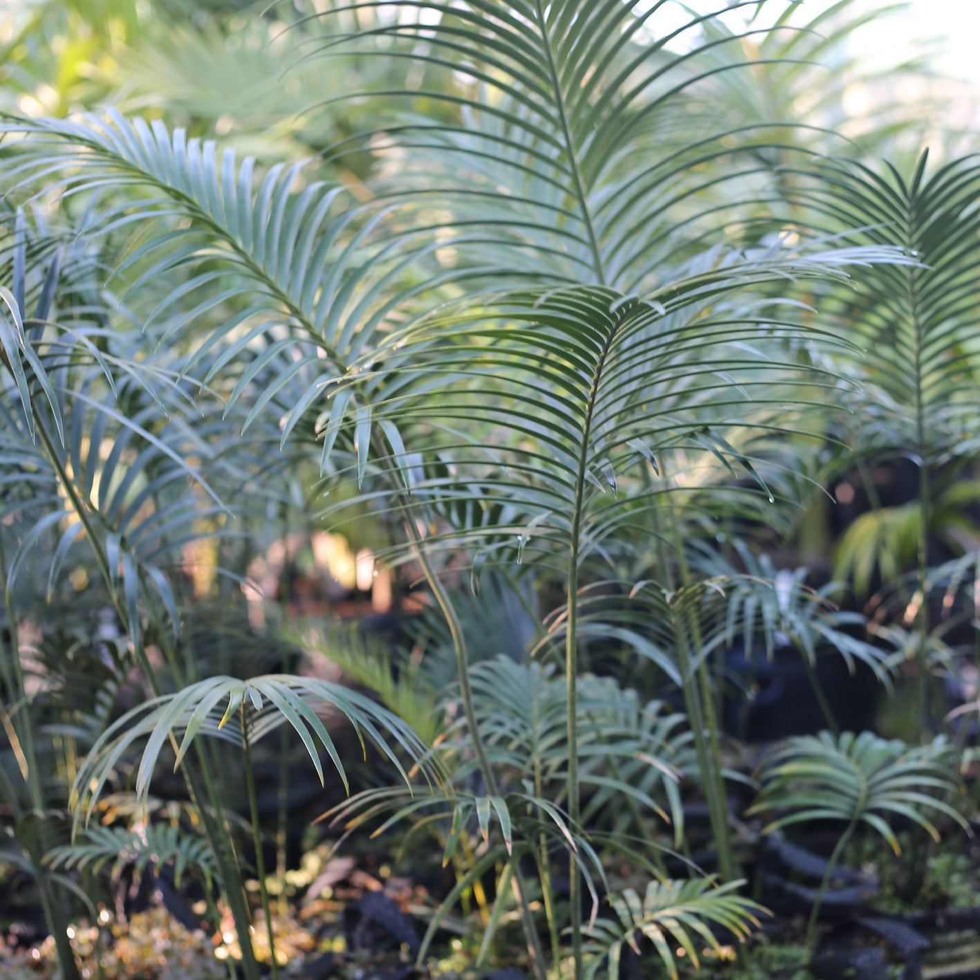 Lepidozamia peroffskyana