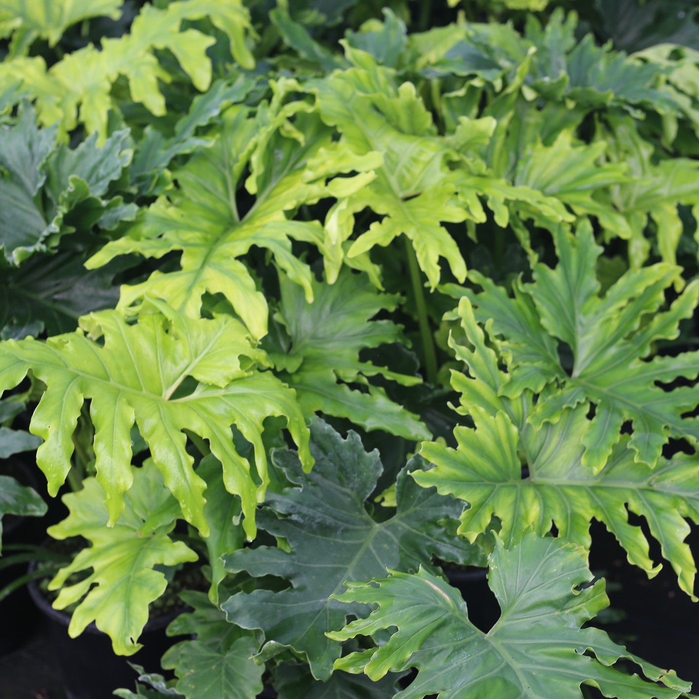 Philodendron Selloum - Hope (indoor pot plant)