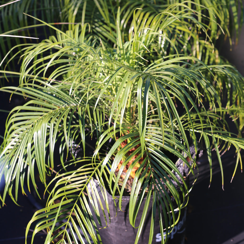 Pygmy Date Palm – Phoenix roebelenii