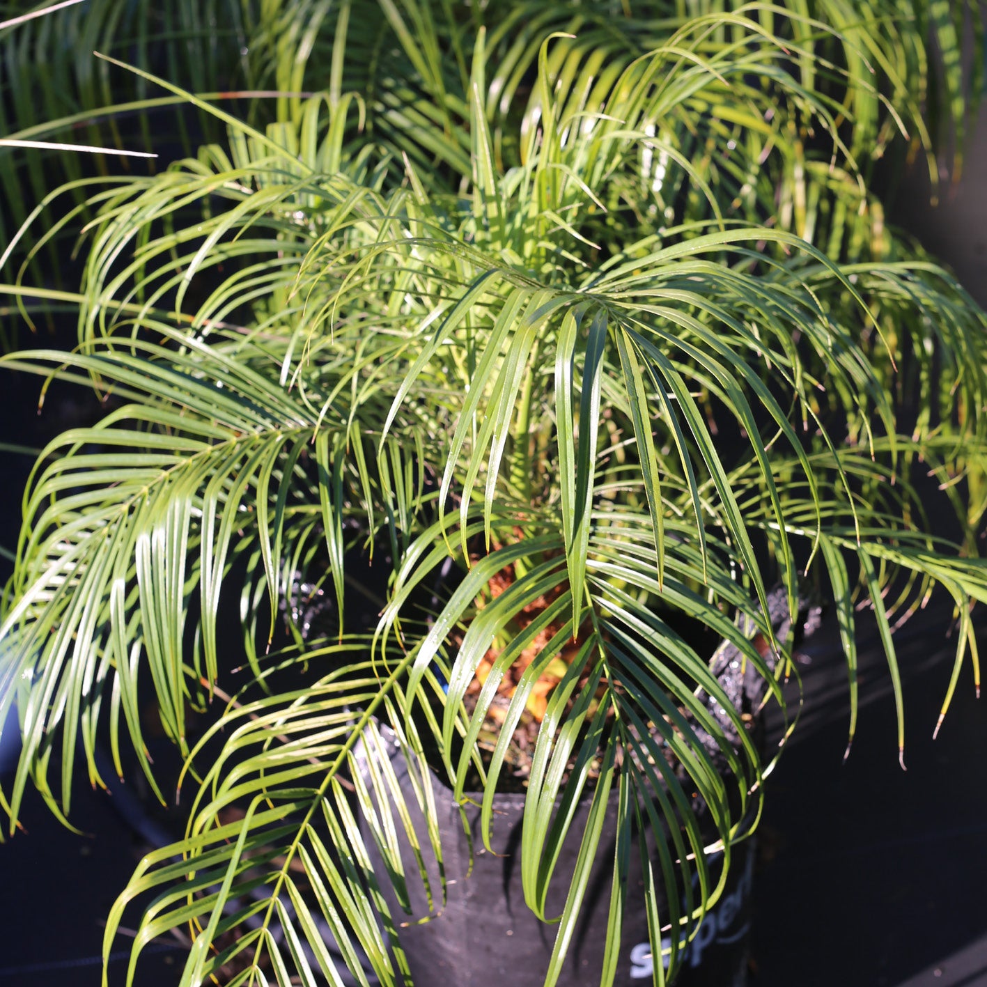 Pygmy Date Palm – Phoenix roebelenii