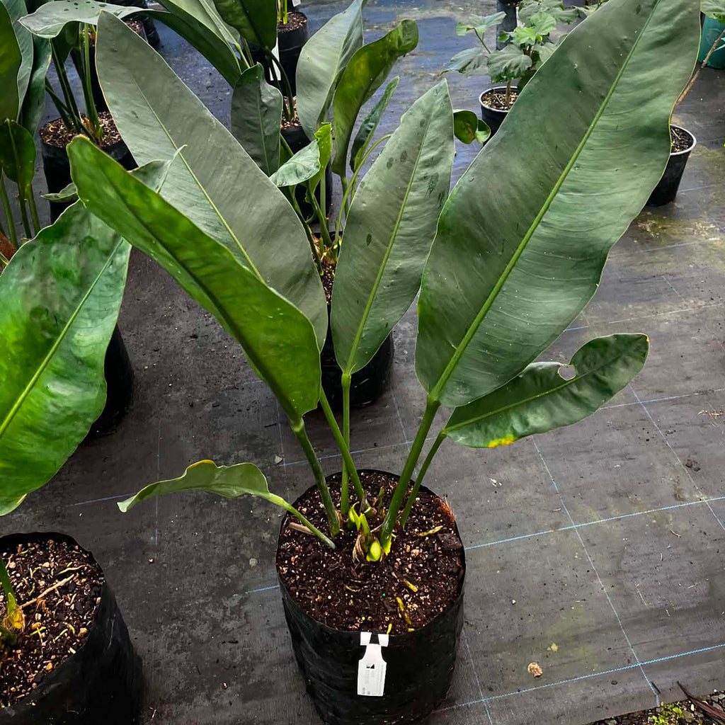 Anthurium Coriaceum -Paddle Leaf