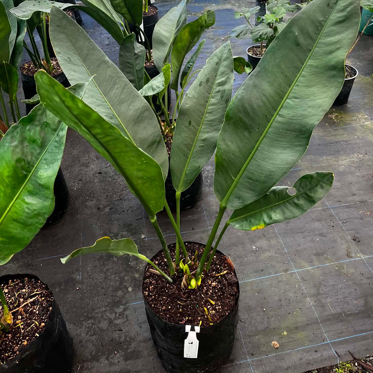 Anthurium Coriaceum -Paddle Leaf