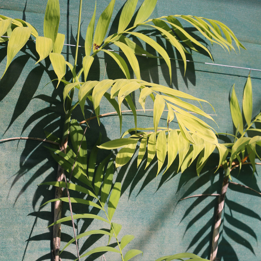 Chamaedorea Microspadix
