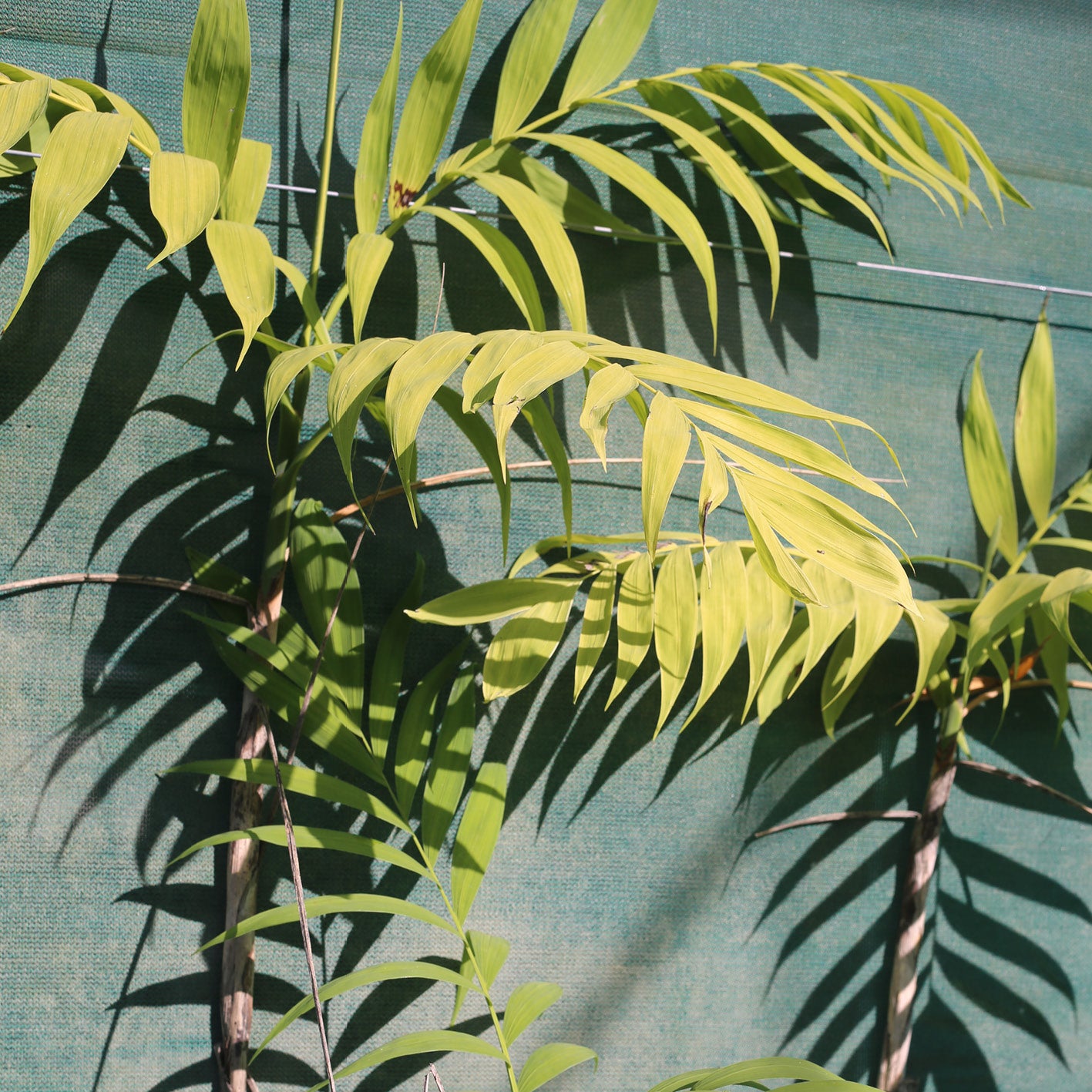 Chamaedorea Microspadix