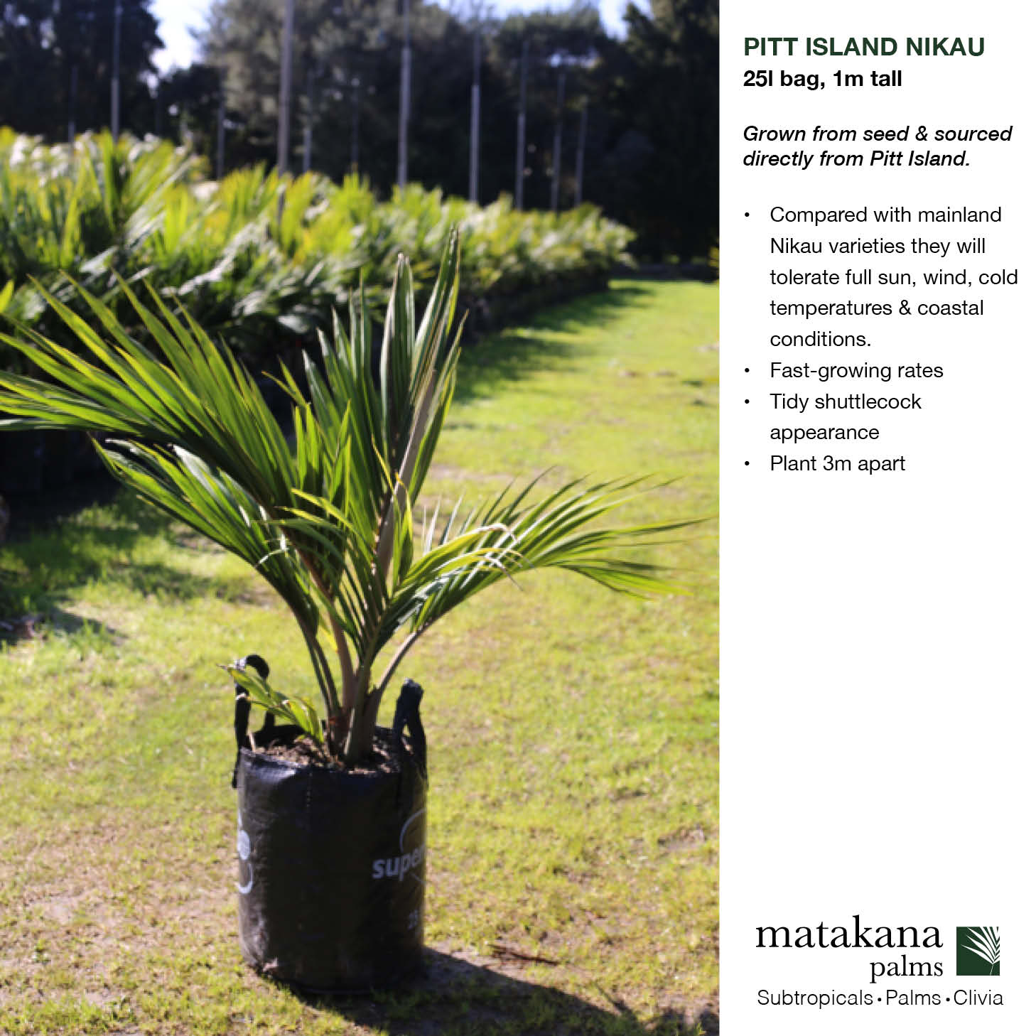Nikau