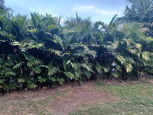 Chamaedorea Costaricana