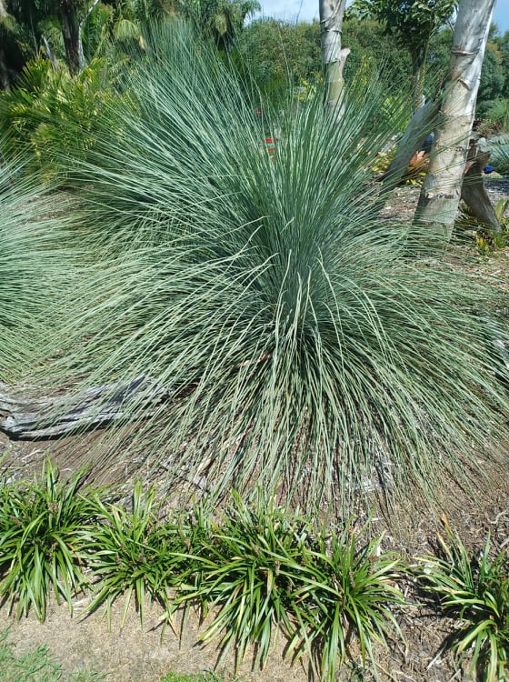 Grass Tree