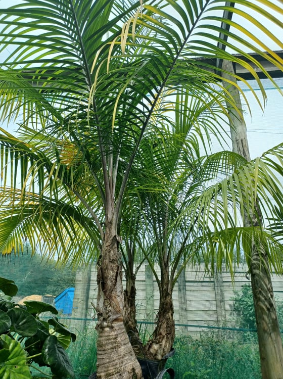 Ravena Glauca