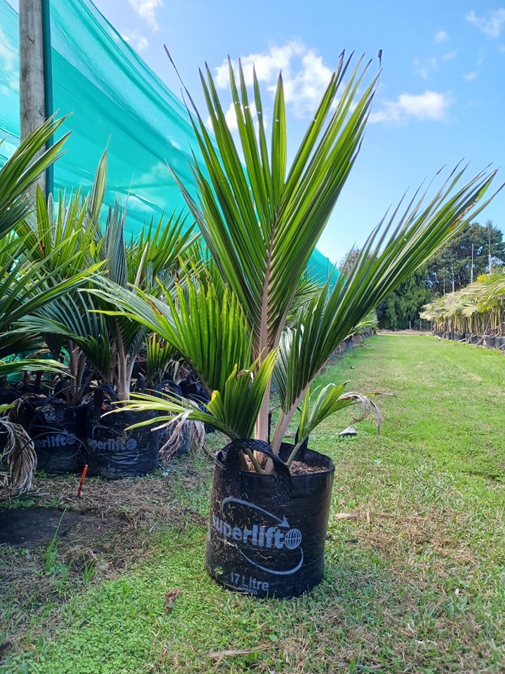 NZ Native Nikau