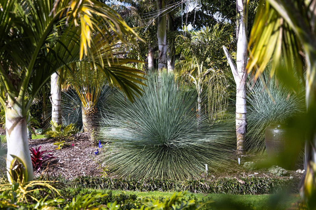Palms Garden Tour