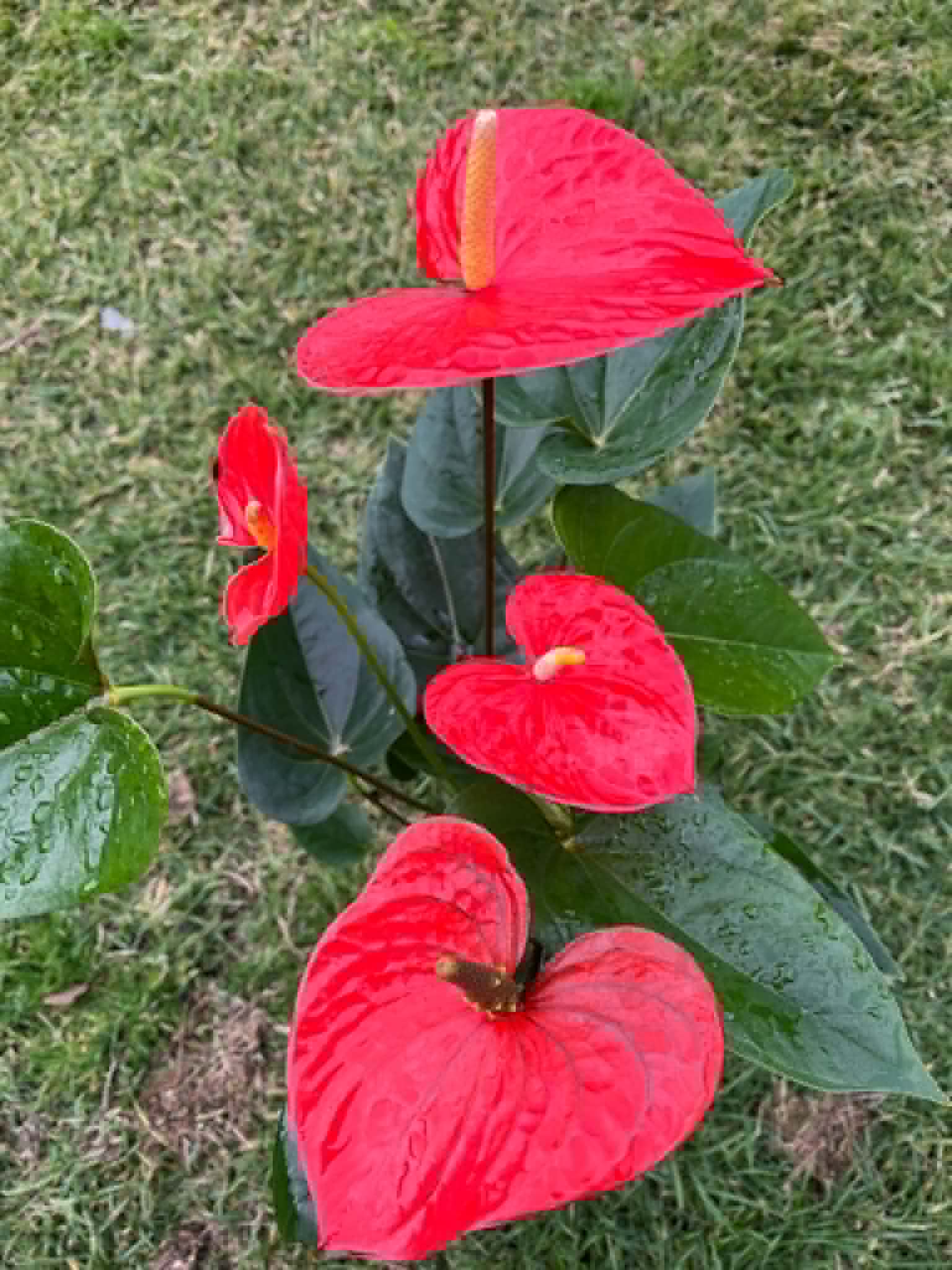 Anthurium Delicia