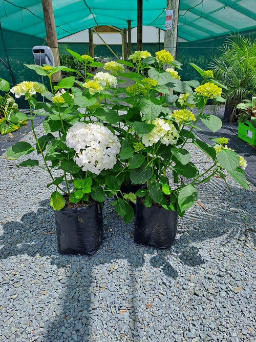 Hydrangea