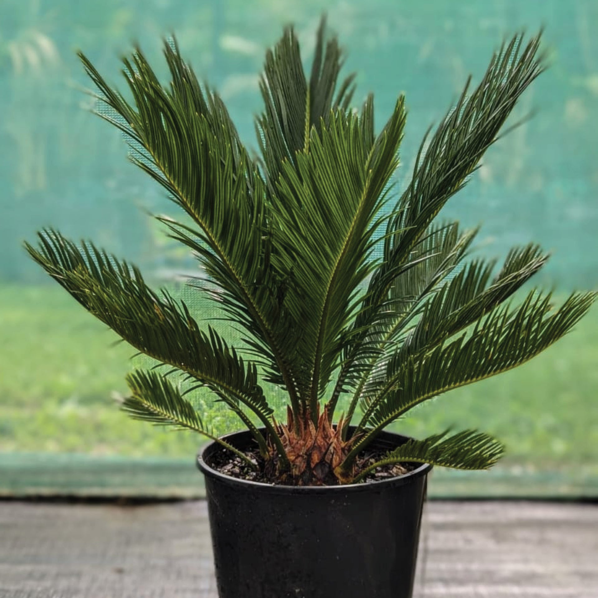 nz palms cycads and subtropical plants Cycas Revoluta