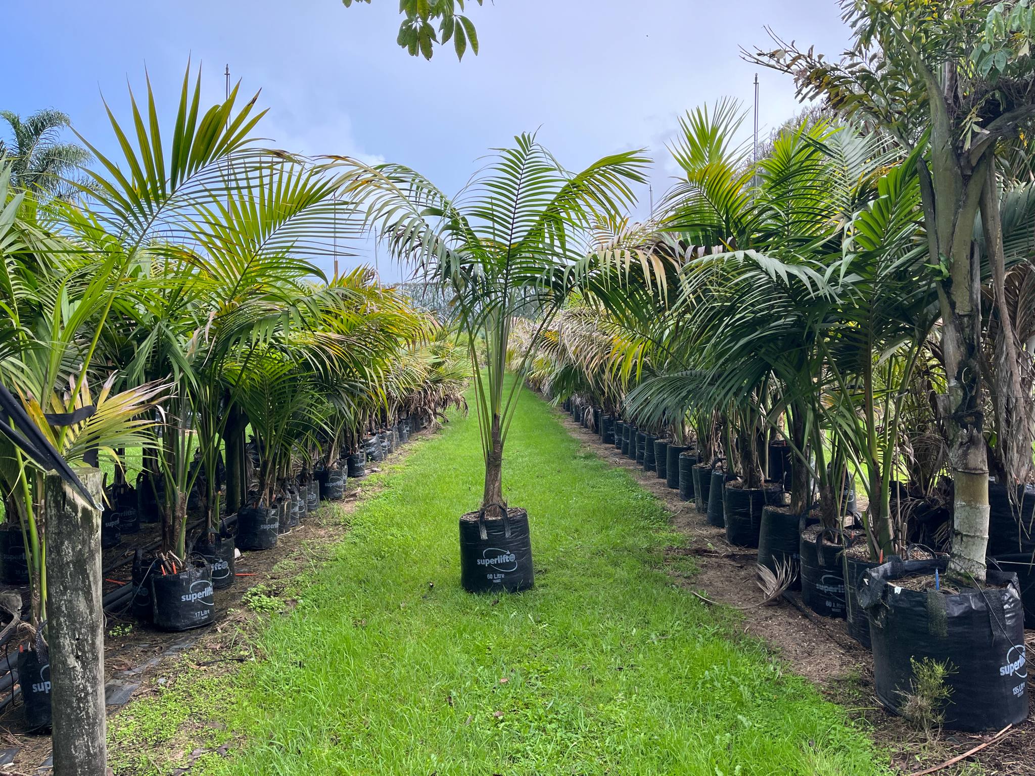 kentia