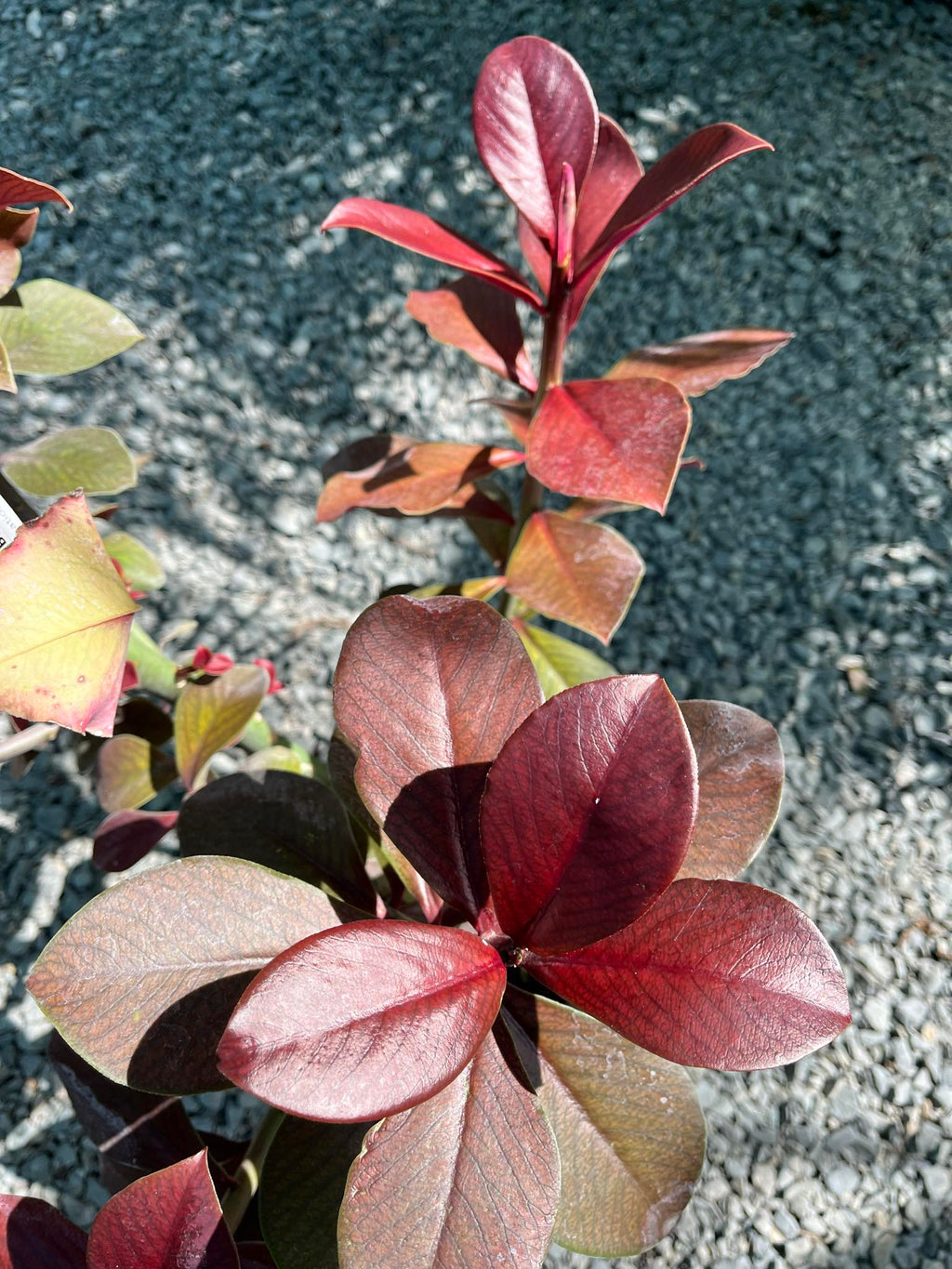 African Milk Bush