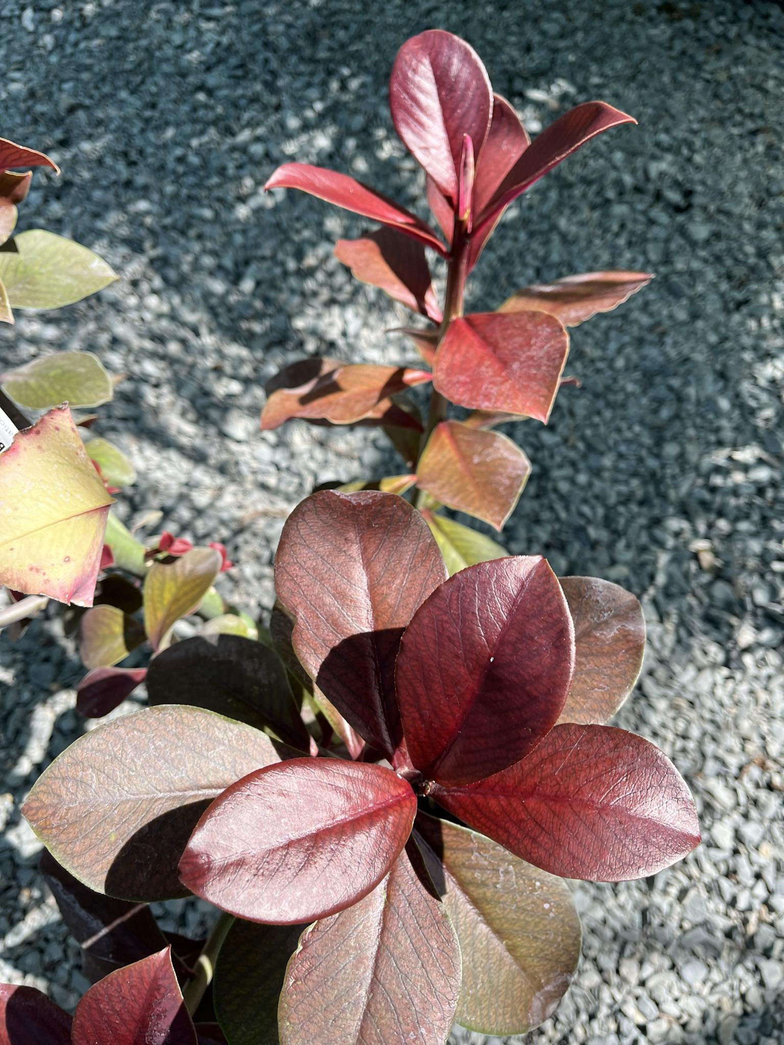 African Milk Bush