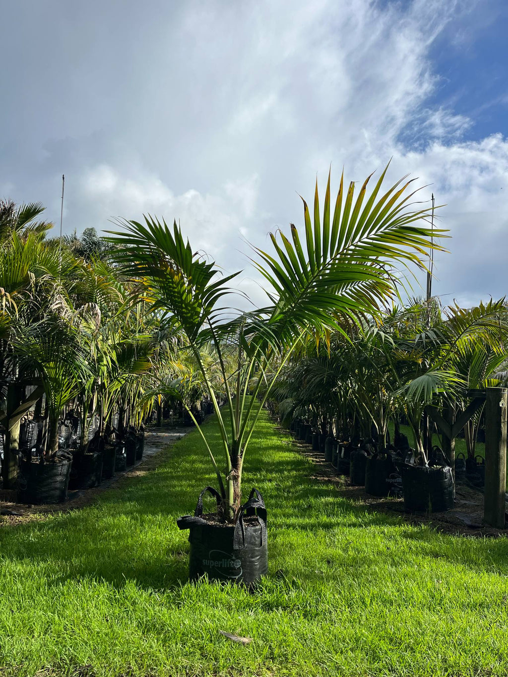 kentia