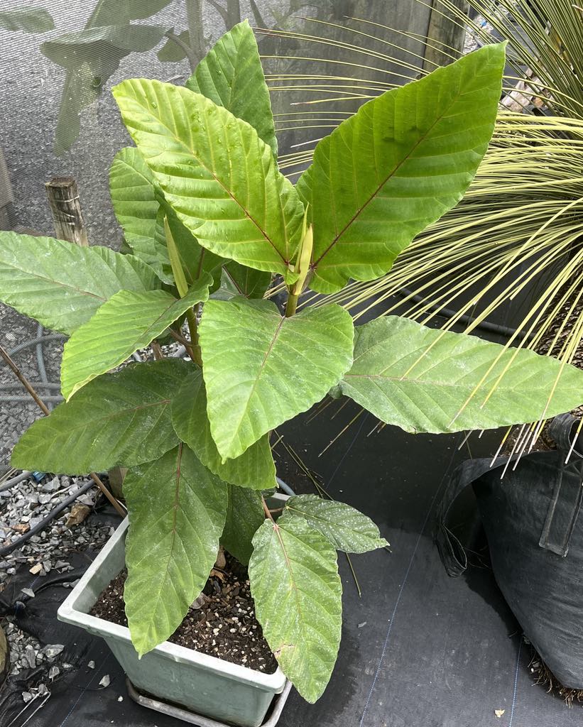 Ficus dammaropsis