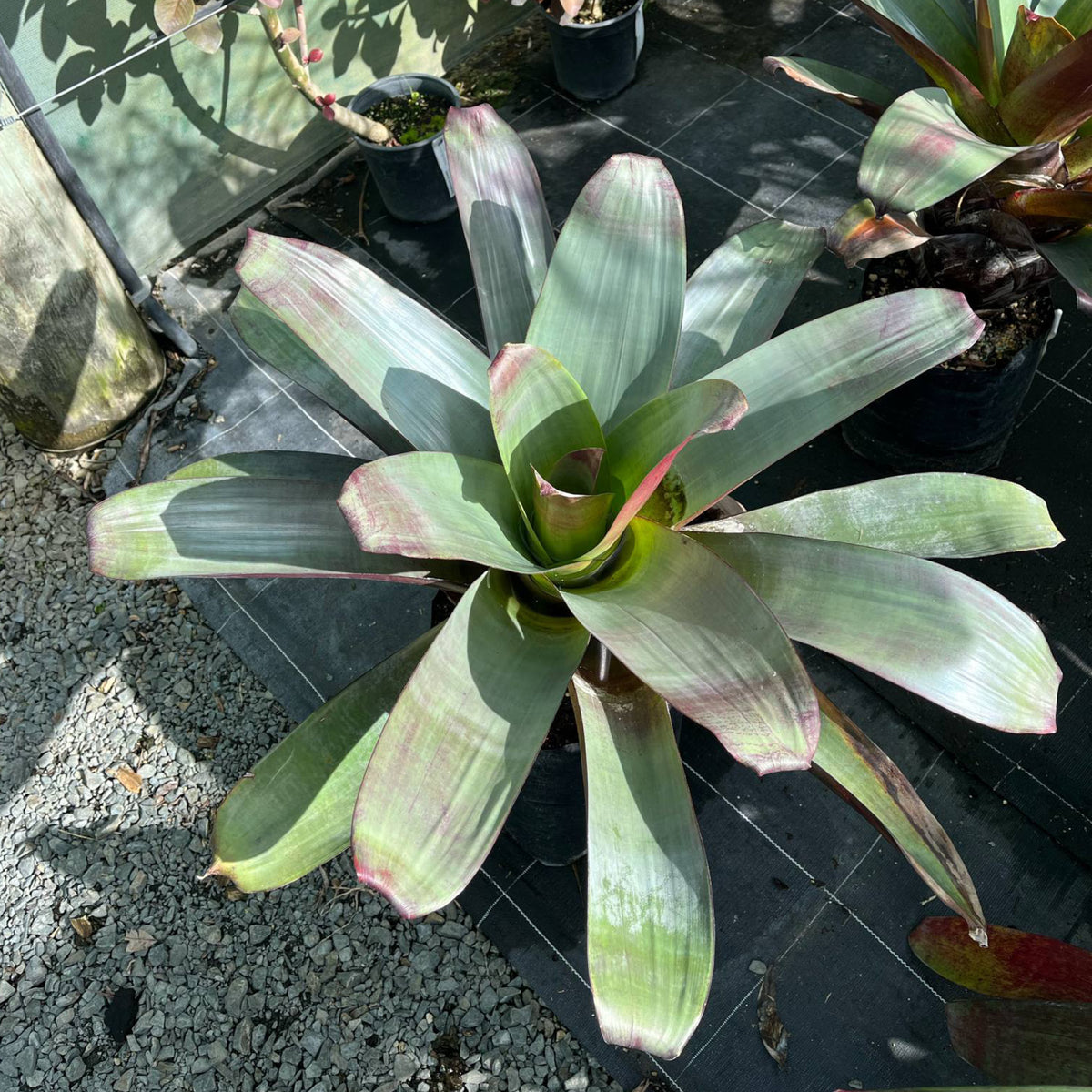 anthurium paddle leaf Anthurium Coriaceum -Paddle Leaf – Matakana Palms