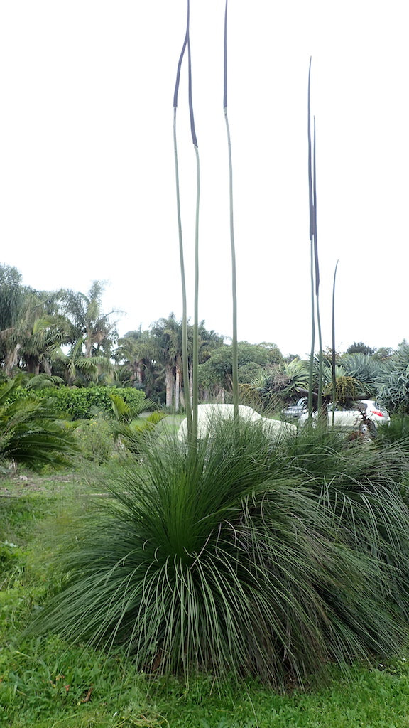 Australian Grass Tree - Xanthorrhoea Johnsonii