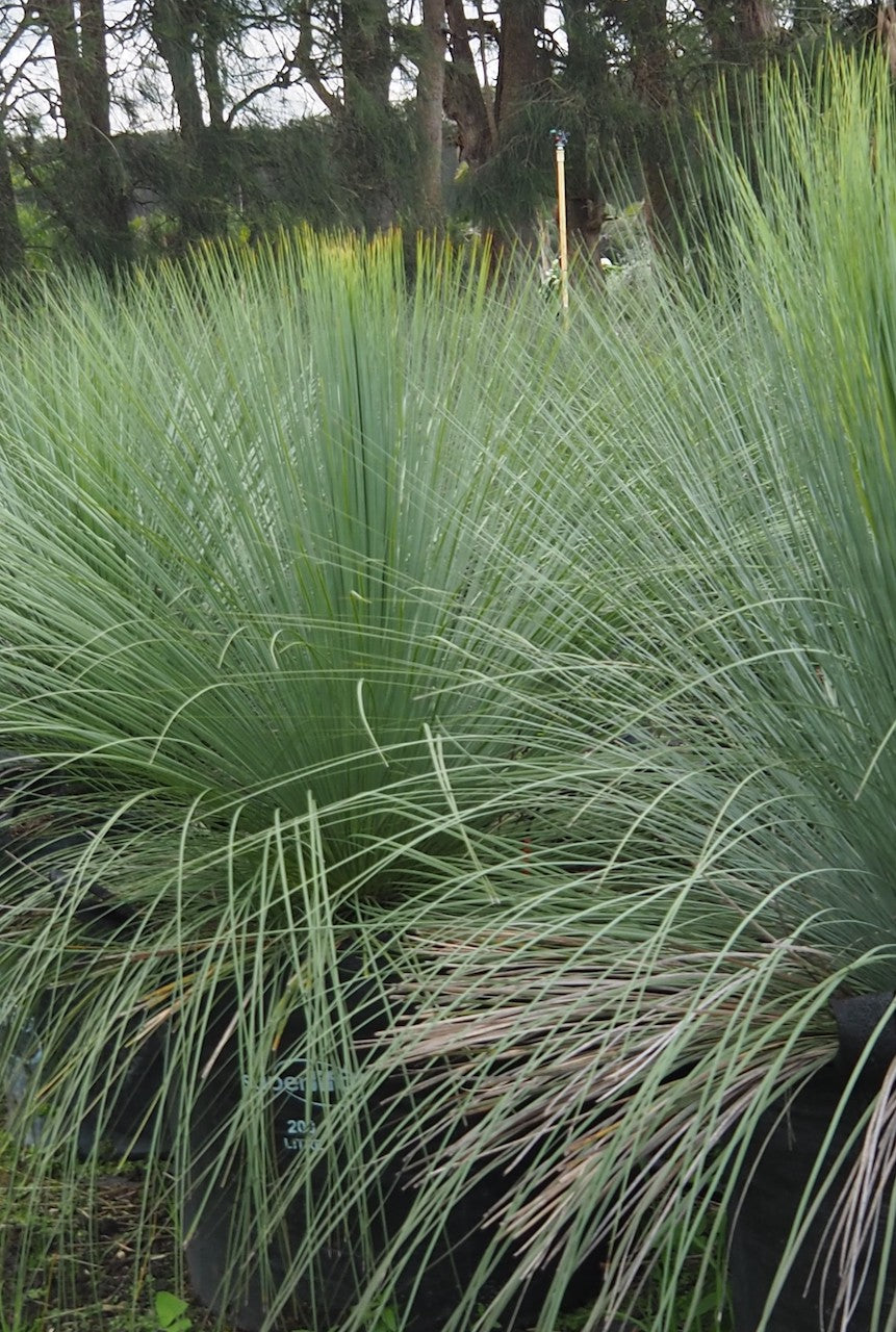 Australian Grass Tree - Xanthorrhoea Glauca - Blue