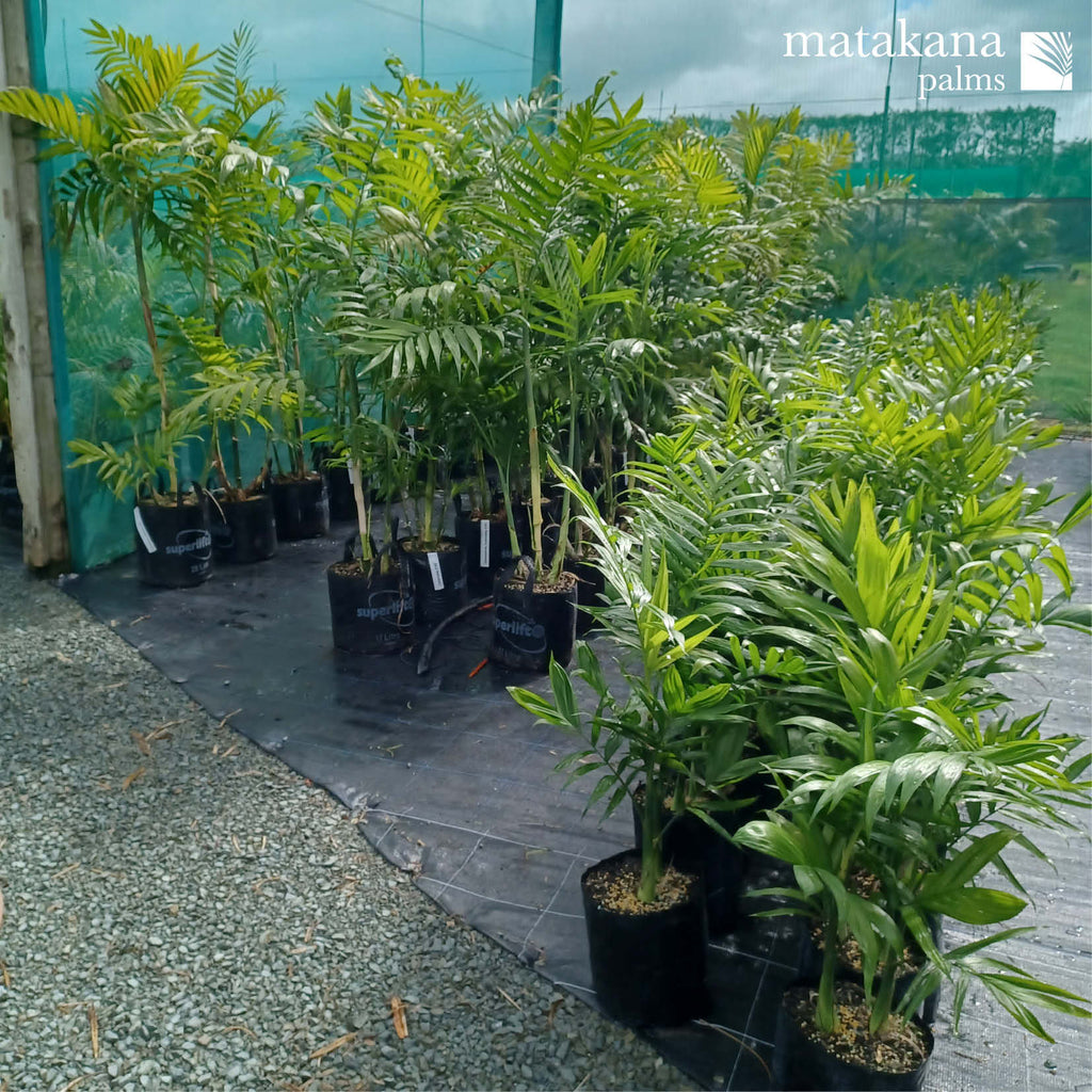 Buy Bamboo Palm