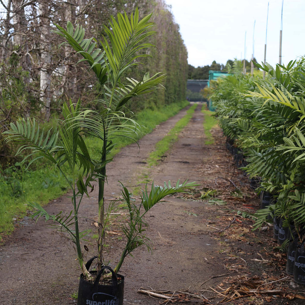 Bamboo palm NZ