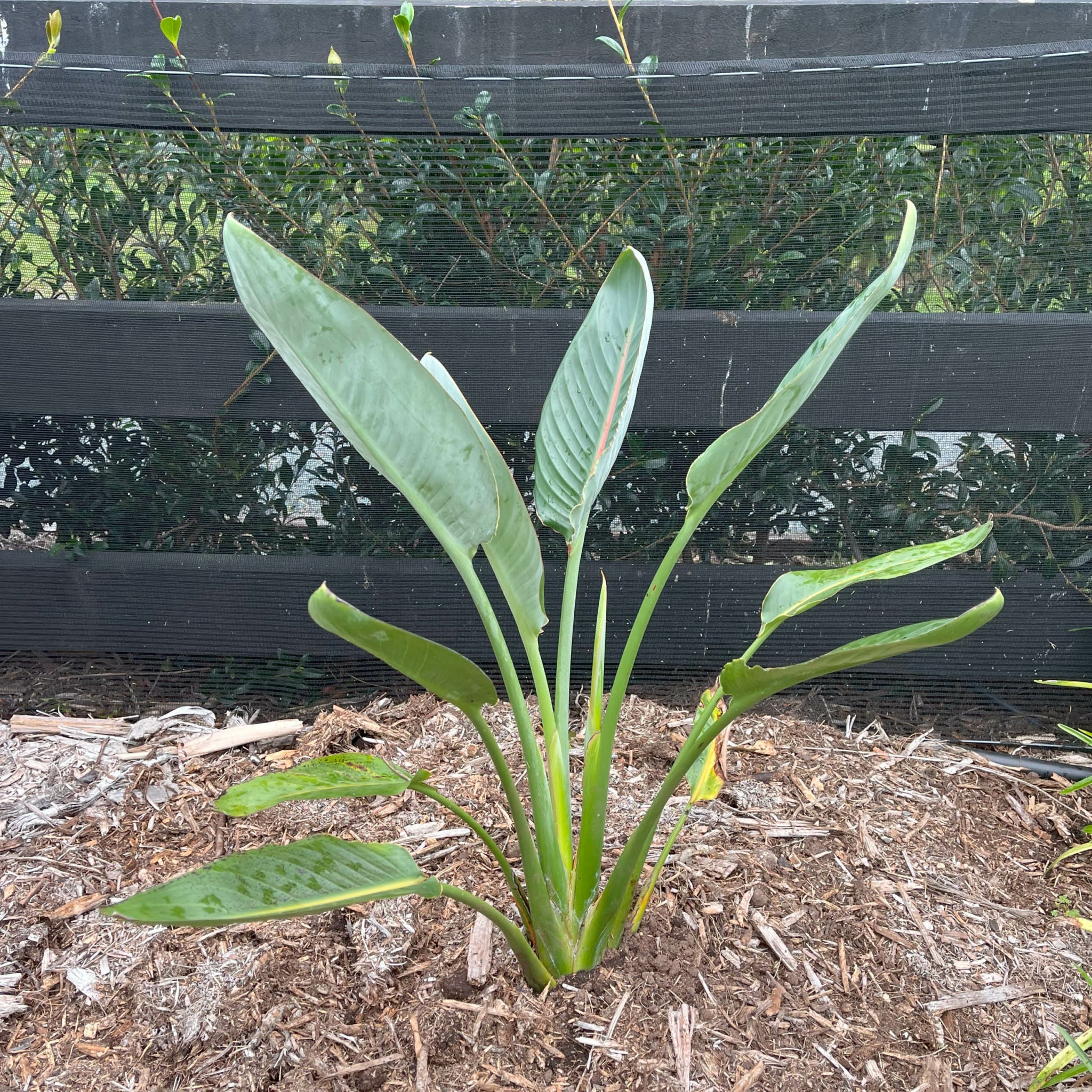 Strelitzia