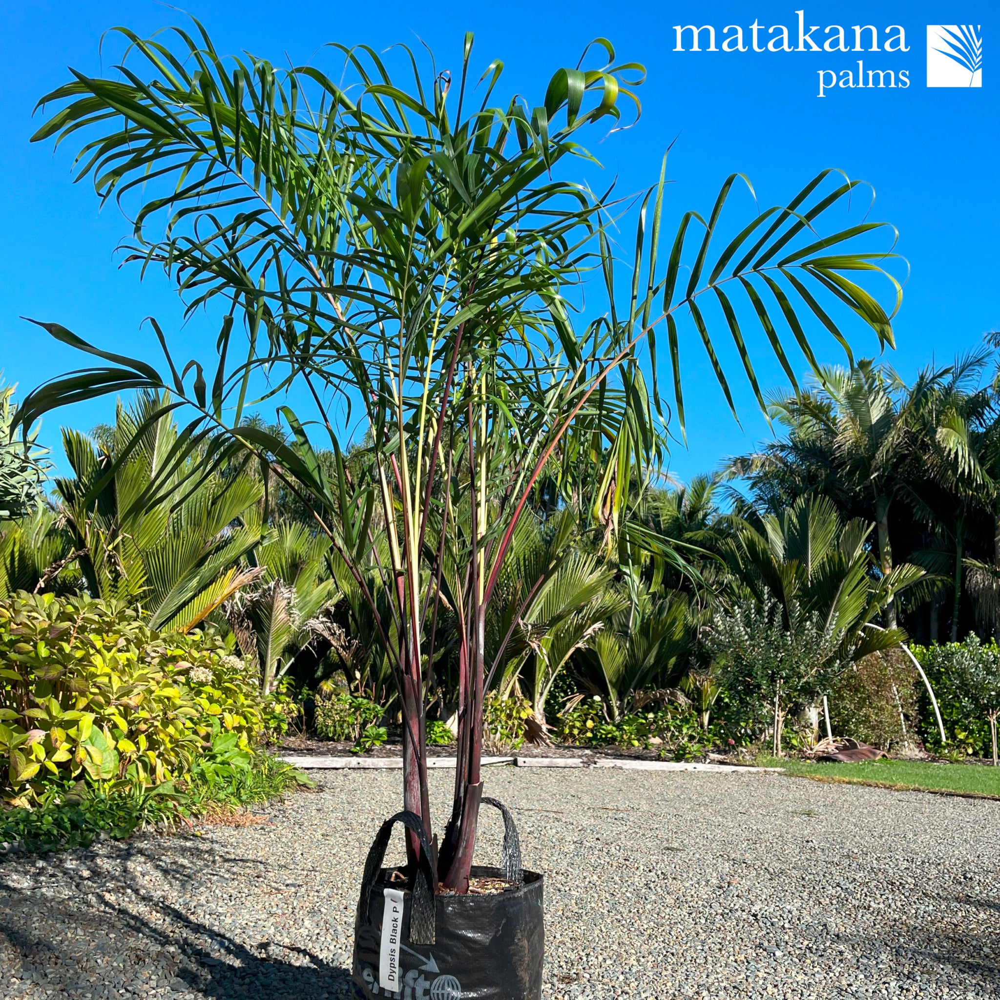 Black Dypsis