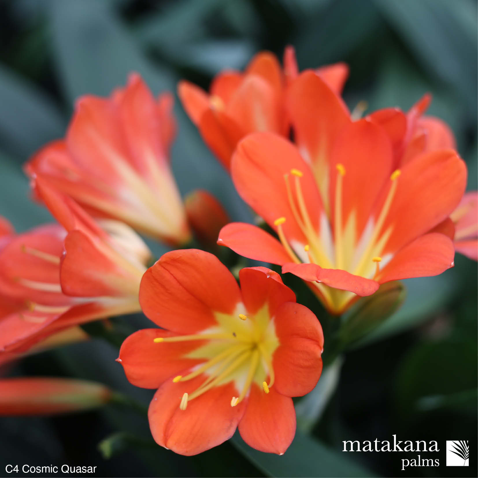 Clivia buy online