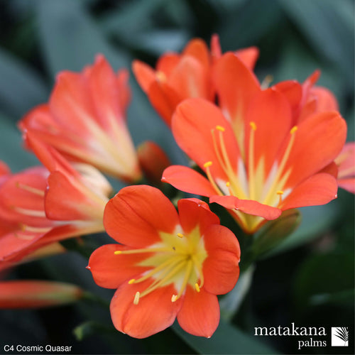 Clivia buy online