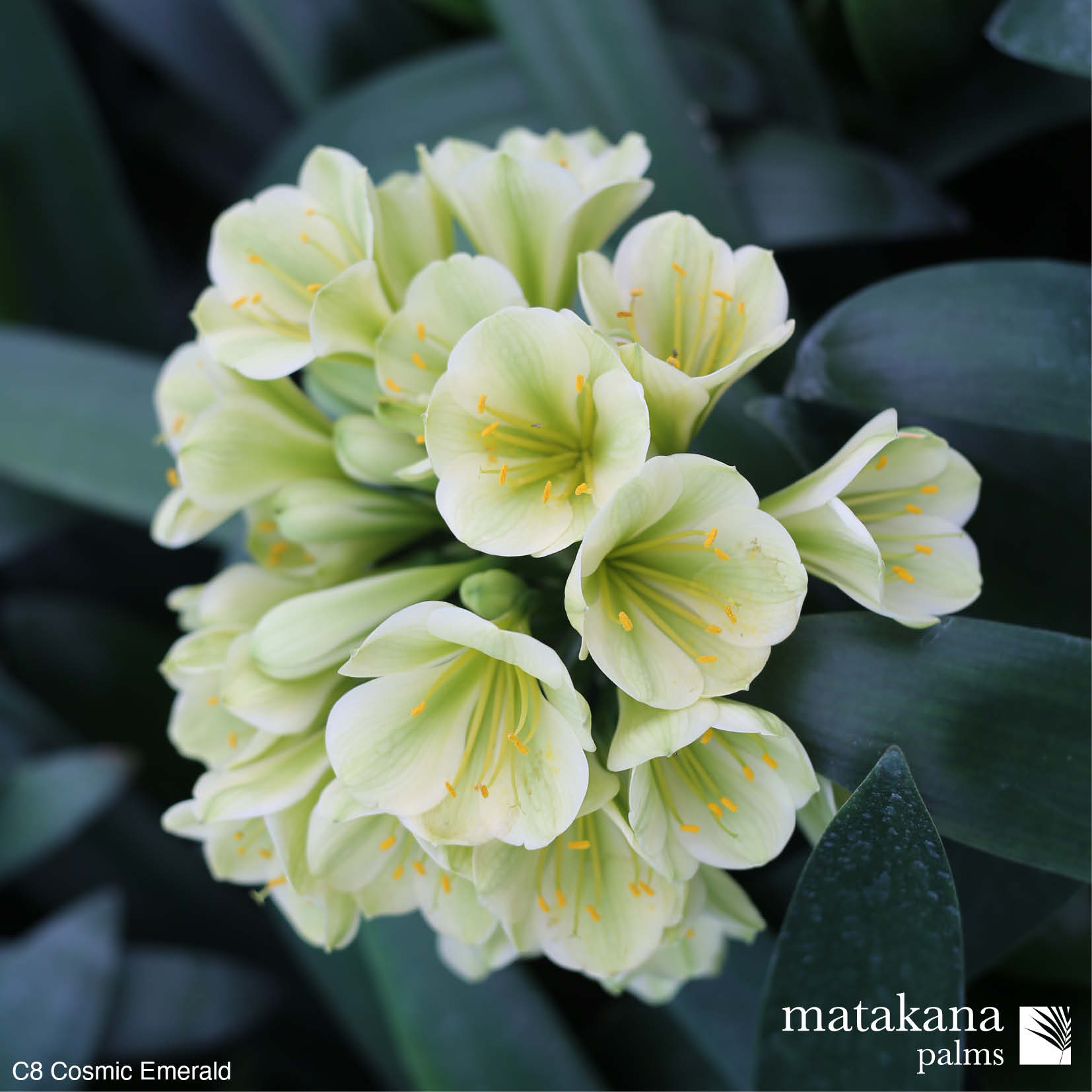 Buy Green Clivia