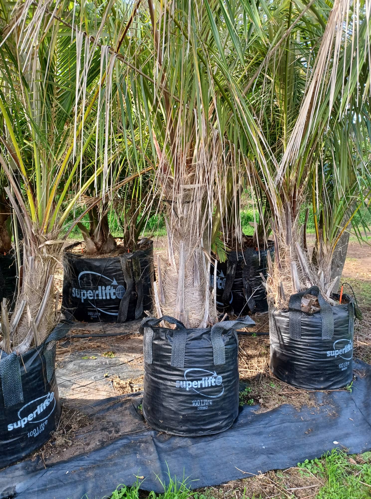 Parajubaea cocoides