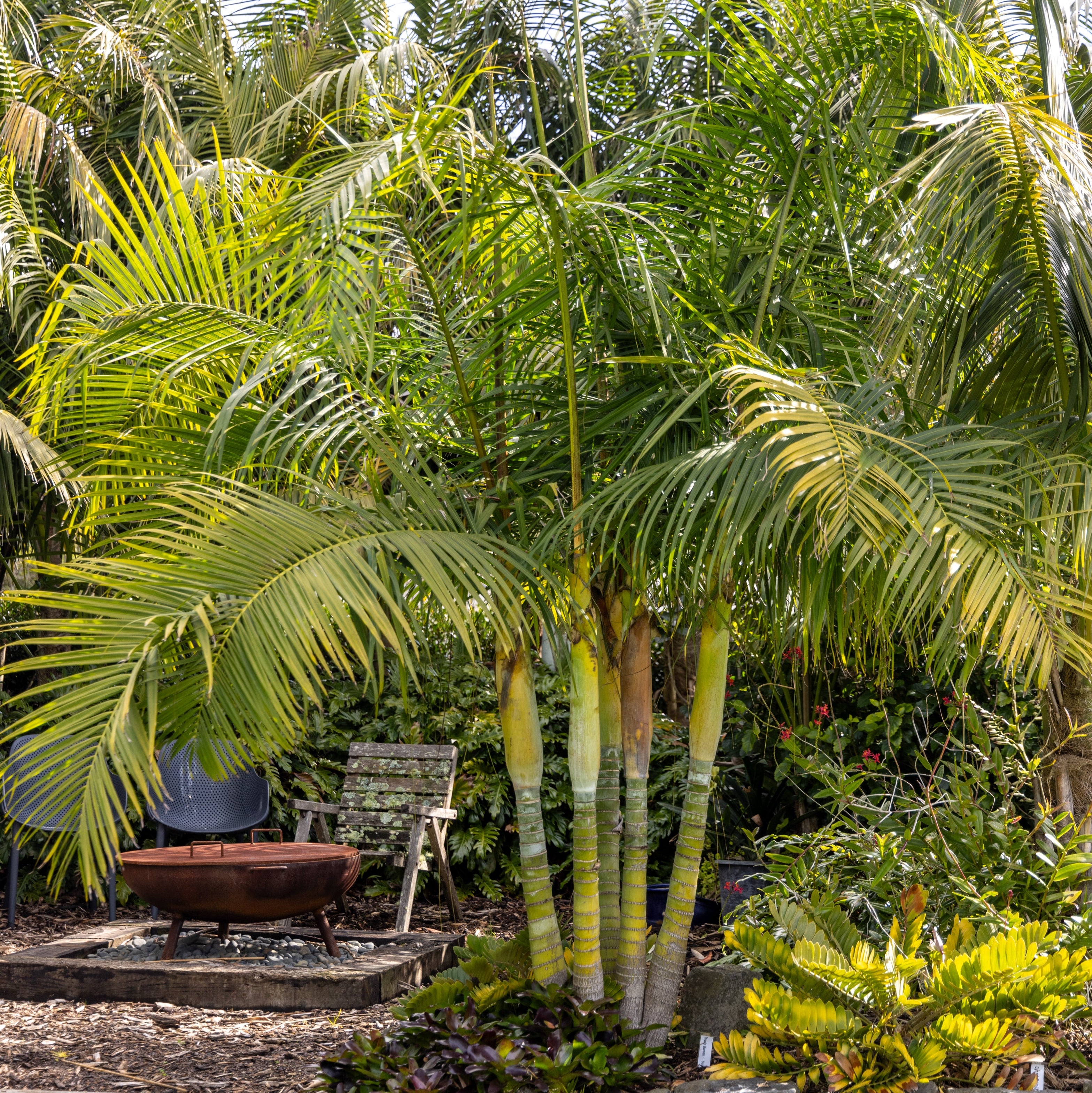 Dypsis Baronii - Sugar Cane Palm
