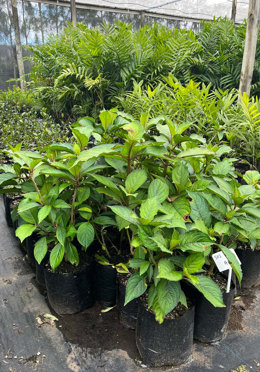 Dichroa versicolour