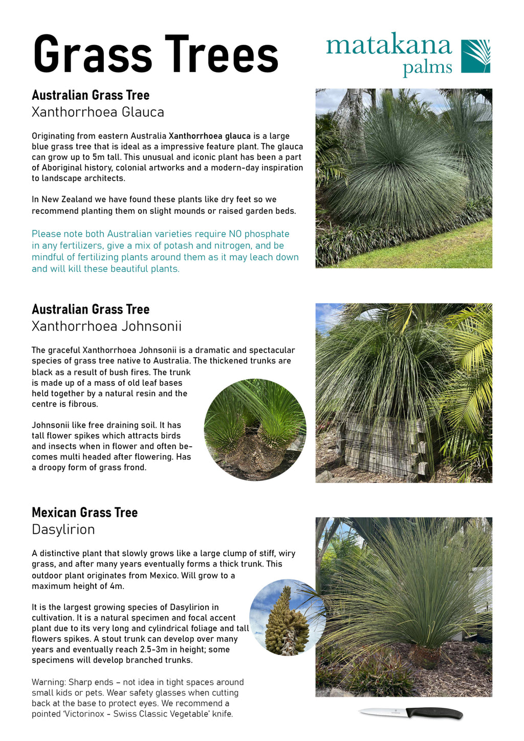 Australian Grass Tree - Xanthorrhoea Glauca - Blue