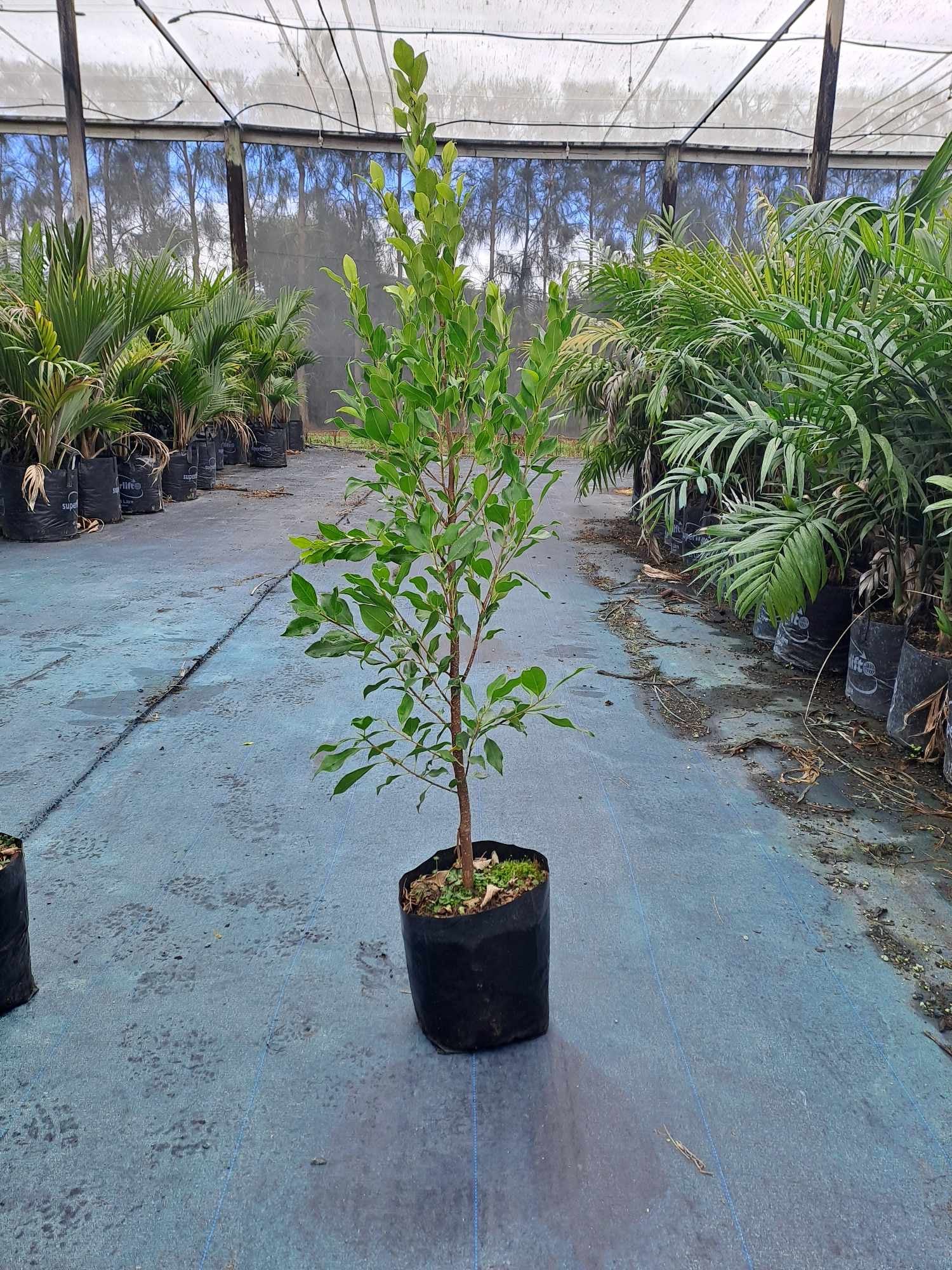 ficus tuffy