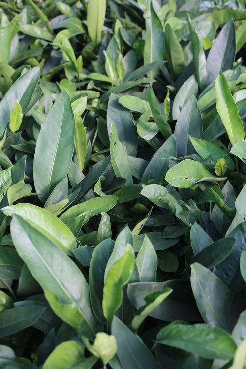 anthurium coriaceum