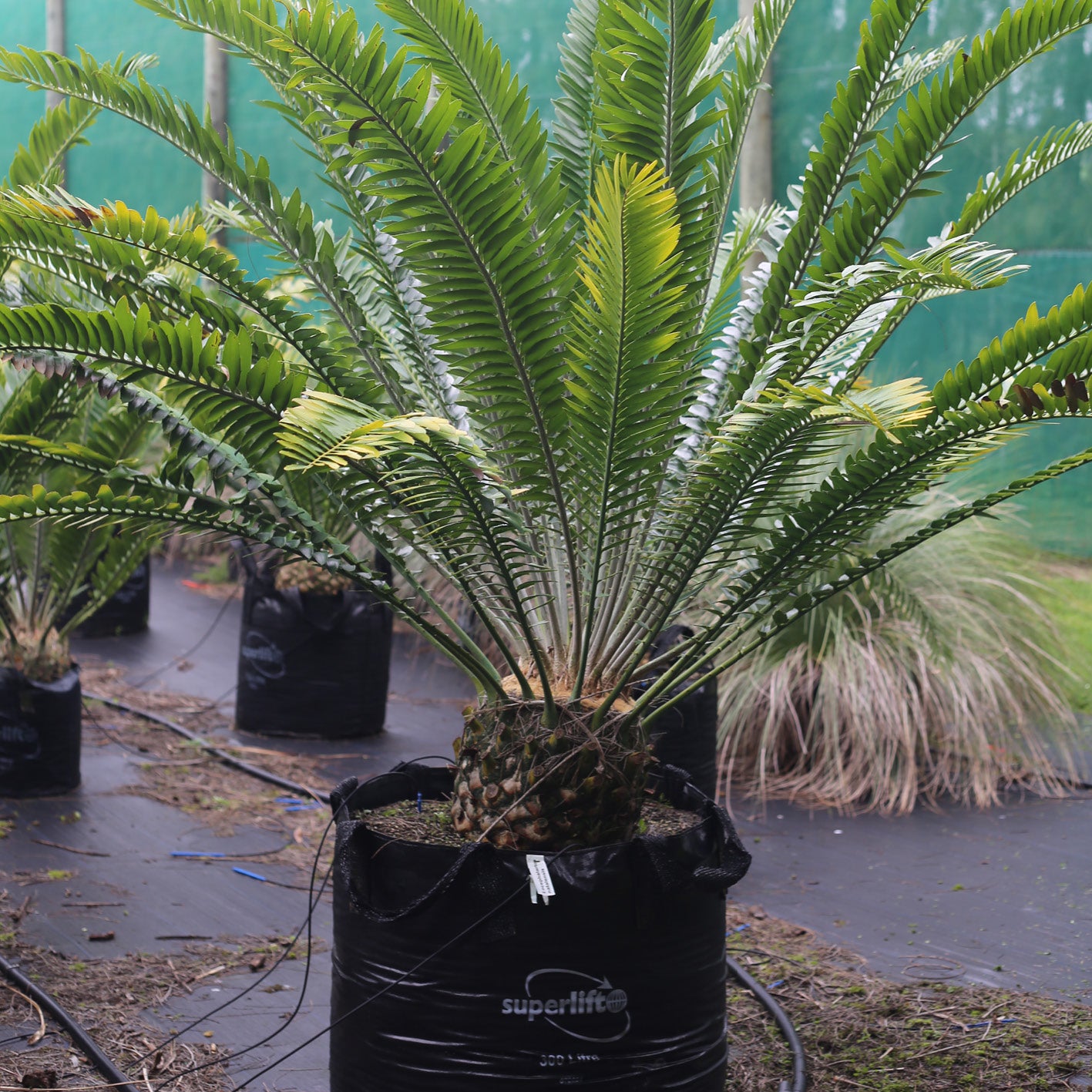 Encephalartos natalensis